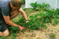 Man spreading straw around strawberry plants