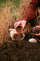 Man planting Cynara - Globe Artichoke