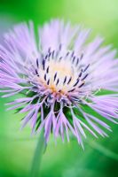 Centaurea flower growing in the Gravel gardens in Spring - Beth Chatto Gardens