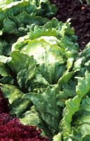 Lettuce 'Senetta'