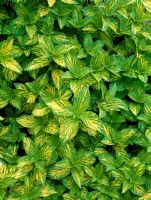 Mentha x gracillis 'Variegata' - Ginger mint 