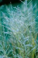 Panicum 'Heavy Metal' with frost