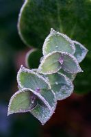 New shoots of Parahebe perfoliata with frost