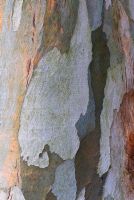 Eucalyptus glaucescens bark detail