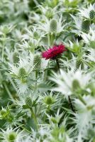 Eryngium giganteum 'Silver Ghost' and Echinacea purpurea 'Rubinglow'