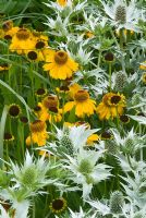 Helenium 'The Bishop' and Eryngium giganteum 'Silver Ghost'