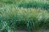 Elymus areanarius or Lyme Grass and Ammophila arenaria or Marram Grass in a coastal sand dune environment