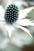 Eryngium giganteum 'Silver Ghost' - Sea Holly