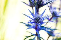 Eryngium 'Picos Blue' - Sea Holly