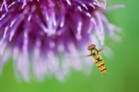 Hoverfly flying around Onopordum acanthium - Cotton thistle