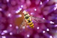 Hoverfly on Onopordum acanthium - Cotton thistle