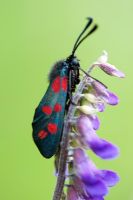 Zygaena filipendulae - Six spotted burnet moth