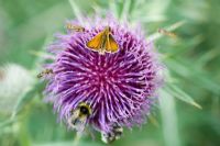 Small skipper butterfly and bees on Onopordum acanthium - Cotton thistle