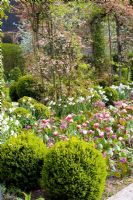 Mixed Spring bed with clipped Buxus domes, Bergenia, Tulipa 'Wirosa' and Narcissus 'Thalia'