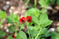 Tetragonolobus purpureus - Asparagus pea