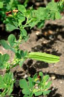 Tetragonolobus purpureus - Asparagus pea  plant with flowers and pods