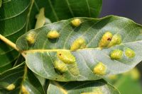 Eriophyidae spp - Walnut leaf gallmite, close up of upper side of leaf