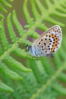 Plebejus argus - Silver studded blue butterfly at rest with wings closed