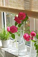 Rosa 'Zephirine Drouhin' in glass vases on windowsill