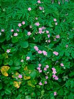 Claytonia sibirica - Pink purslane 