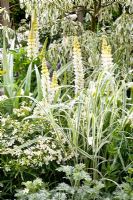 White themed border with Cornus, Lupinus and Artemisia - From Life to Life, A Garden for George, RHS Chelsea Flower Show 2008