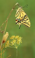 Swallowtail butterfly