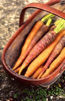 Trug of freshly pulled carrots - Daucus carota 'Old Amsterdam'