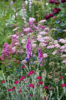 Pink cottage garden style planting with  Digitalis, Lychnis coronaria and Centranthus, Pimpinella - White Barn