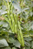 Vicia faba 'Optica' - Broad Beans