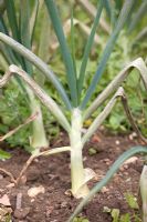 Peronospora Destructor - Downy mildew on Onion
