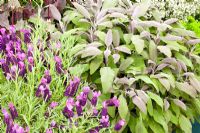 Salvia officinalis and Lavandula stoechas 'Devonshire Compact'
