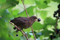 Turdus merula - Juvenile blackbird with black currant in beak