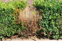 Volutella buxi - Box dieback on small hedge