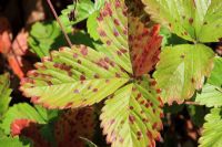 Mycosphaerella fragariae - Strawberry leaf spot showing badly infected plants