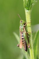 Omocestus viridulus - Common green grasshopper resting on plant stalk side view