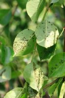 Venturia pirina - Pear scab on underside of pear leaves