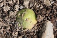 Growing potato tubers turn green with prolonged exposure to light