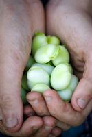 Vicia faba - Broad beans held in dirty hands