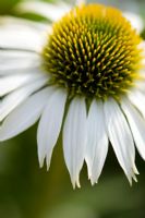 Echinacea purpurea 'White Swan'