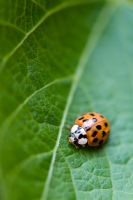 Ladybird crawling down a runner bean leaf