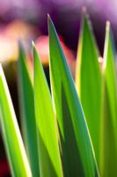 Yucca gloriosa 'Variegata' leaves being lit by the sun