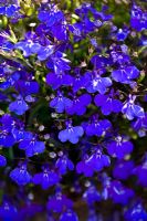 Lobelia 'Crystal Palace'