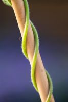 Runner bean stems twisting around a bamboo cane