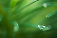 Rain drops on leaves of Euphorbia cyparissias 'Fens Ruby'