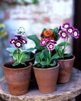 Group of potted Primula auricula - 'Nina', 'Ian Greville' and 'Sir John Hall'