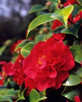 Camellia japonica 'Dr Burnside'