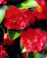 Camellia japonica 'Dr Burnside'