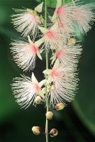 Barringtonia racemosa 