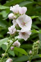 Altheaea officinalis - Marshmallow 