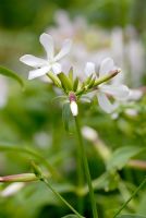 Saponaria officinalis - Soapwort 